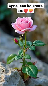 chunri chunri song ❤️❤️ #shorts #trending #song