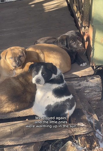 Centre adoption на TikTok