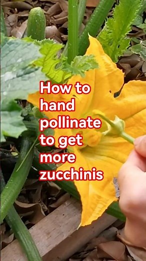 Garden tips 13 - How to pollinate zucchini by hand #zucchini #pollination #vegetablegardening