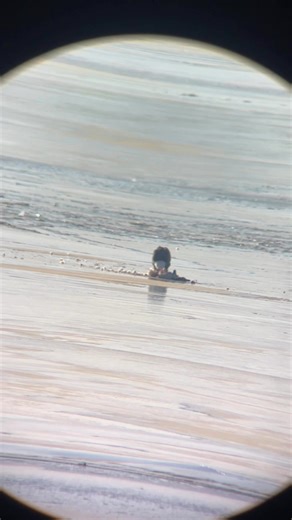 Merry Christmas America! Get Stung! | Yellow Jacket