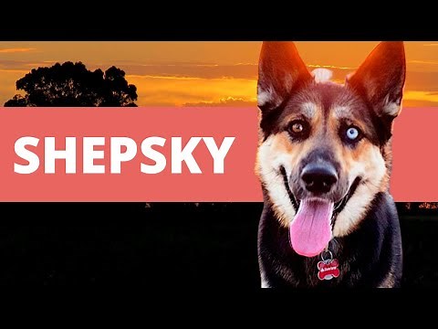SHEPSKY: PASTOR ALEMÁN Y HUSKY SIBERIANO CRUZADOS