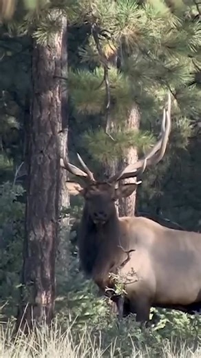 Eastmans Hunting on Instagram: "Watch over forty hunting clips in less than twenty minutes! Elk, mule deer, moose, axis deer, mountain goat and more crammed into one video. Click the link in our to watch the full video #eastmanshunting #elk #muledeer #hunting"