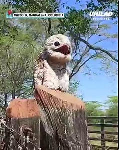 That is an eerie call 😅 | UNILAD