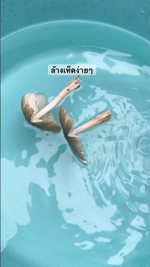 Clean termite mushrooms easily to make delicious dishes.