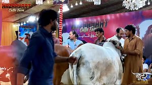 🤍🤍ALHAMDULILLAH 🤍🤍 OPENING سے PHELE HE PUBLIC KA RASH..!! SHOUQEEN NARAZ NA HO BUS ISLIE GATES OPEN KRDIE🤩🤩 JAZAKALLAH!! AP SUB BHAIO کے PYAR KA❤️❤️ LOCATION; SAPHIRE BLOCK PLOT NO 144,145 #CattlesWithRizvi #MazrayaatCattleFarm | Cattles With Rizvi