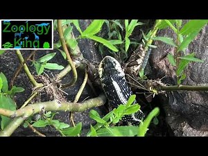 Garter Snake Eats Frogs and Regurgitates One Alive