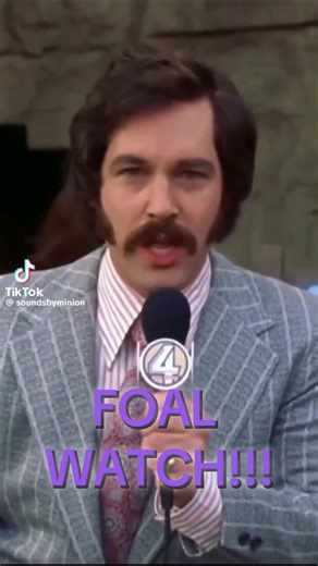 @Katie Van Slyke Is this you? #KVS #FoalWatch #Anchorman #KatieVanSlykeFan #TooLazyToBeKatie