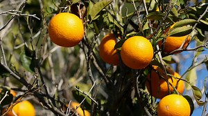 Discounter nimmt nach katastrophalem Test-Ergebnis  Orangensaft aus den Regalen