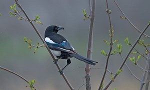 6 Things Magpies Like to Eat (Diet & Facts)