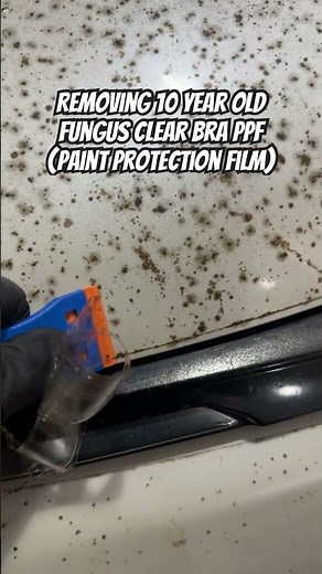 Paint protection film clear bra ppf removal 10+ years old with fungus #ppf #paintprotectionfilm