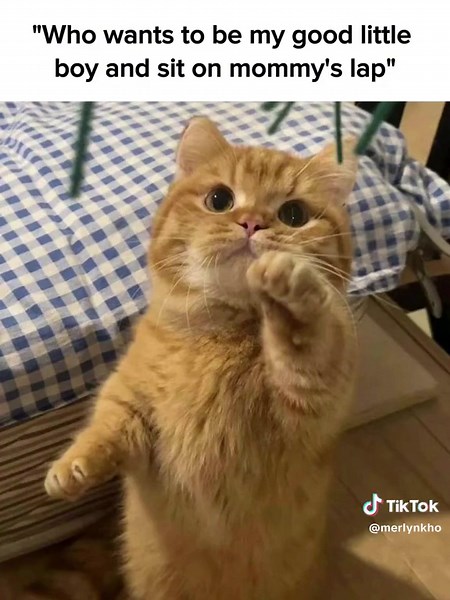 Funny Cat Memes Compilation | Hilarious Pet Humor Videos