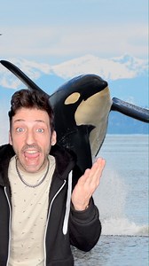 What happens when Orcas see humans? 👀 #orca | Odd Danny