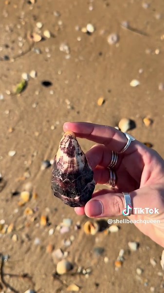 Identifying Common Shells Found on Beaches