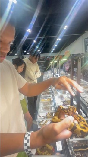 Hold Ball Pythons This Way To Ensure They Don't Mistaken Your Hands For Food! #ballpythons #snake