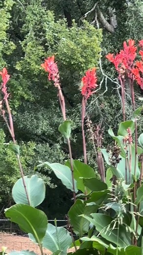 Soaking up the end of gardening season. The garden is overgrown and messy now, but soon the humming birds and butterflies will migrate, the bumble bees will go into hibernation, and the plants will die back. I will miss the color and life of this space over the winter! #garden #gardening #butterflies #hummingbirds #bumblebees | Hot Mess Ranch