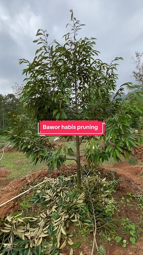 bintorodurian on TikTok