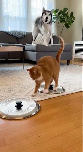 POV: The Dog Finally Snitched 😭🐶 #cat #catvideos #dog #catshorts