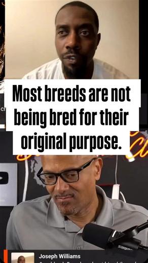 European Doberman Stud on Instagram: "The Truth About Dog Breeding. Purpose vs Looks Guest @thepackmaster_"
