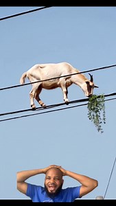 The goat actually paid for VIP 🐐🤣🤣🚶‍♂️ | Egozanger