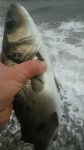 Peshk ka por lesho qe te kesh edhe për nesër!! #fishing #spinning #peshkimi #iposhtri