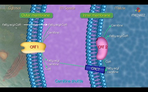 【混剪生物化学动画】one figure.1 脂肪酸氧化之肉碱穿梭/carnitine shuttle