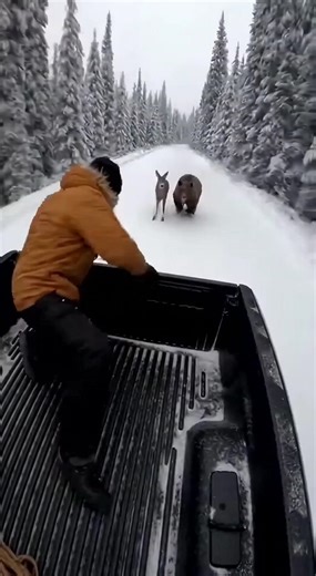 Heroic Rescue Of A Deer From A Massive Grizzly Bear During A High Speed Winter Truck Chase ------------ ----------- ------------- This intense footage captures a heart-pounding survival moment deep within a frost-covered evergreen forest. As a pickup truck navigates a narrow, snow-packed road under a grey sky, the scene behind it turns into a life-or-death struggle between predator and prey. A brown deer is seen sprinting at full speed, desperately trying to outrun a massive grizzly bear that is