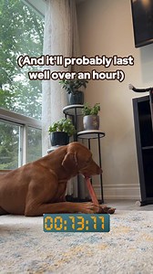 17 reactions · 4 comments | Stop wasting time and money on treats that don't last! ❤️ No rawhide ❤️ 100% digestible, natural & chemical free ❤️ Made from free range, grass-fed cattle Don't miss the opportunity to get bully sticks that’ll keep your dog busy. | Bully Bunches | Facebook