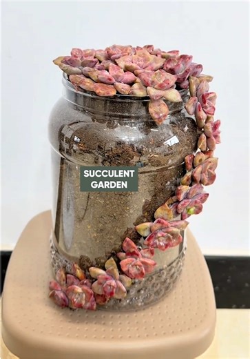 Beautiful Succulent Ideas for Your Home Garden