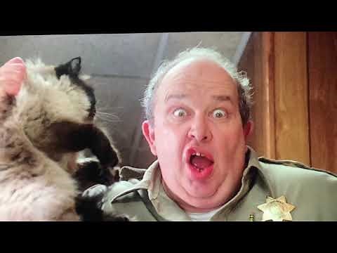 HB Sassy On The Case Saving The Boys 🐱🐶🐶