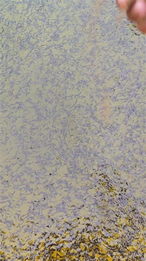 Baby Catfish Farming in Malang