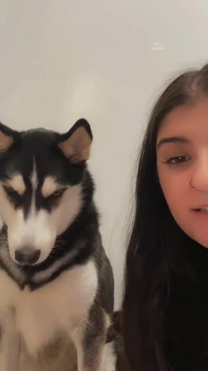 362K views · 10K reactions | My husky is actually a parrot 藍 #huskies #talkingdog #cutedogs | Maya The Husky | Facebook