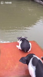 It's swim time! | Newsflare