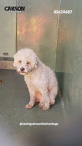 5.2K views · 383 reactions |  Adopted  A5624687 ✰ Unknown...