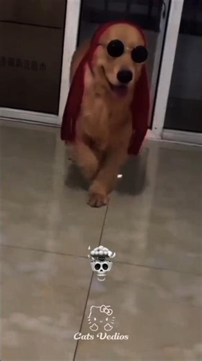 DOG DANCING 😁#tranding #dog #dogdance #dogshorts #dogviral #shorts #viral #memeedit