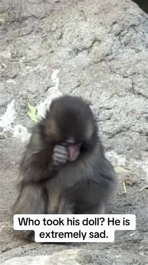 Who Took His Doll? A Heartfelt Story of Sadness