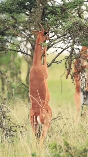 The Antelope That Eats Like a Giraffe