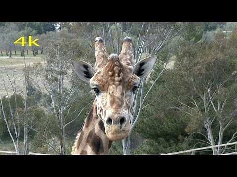 National Zoo & Aquarium Canberra