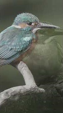 COMMON KINGFISHER: Information you need to know
