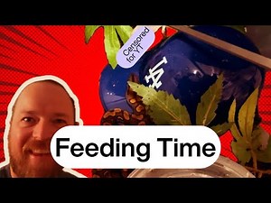 Feeding Some Of My Baby Brazilian Rainbow Boas