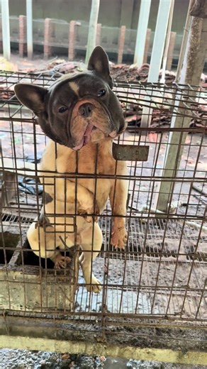 Chó và cảm giác chân lạnh toát