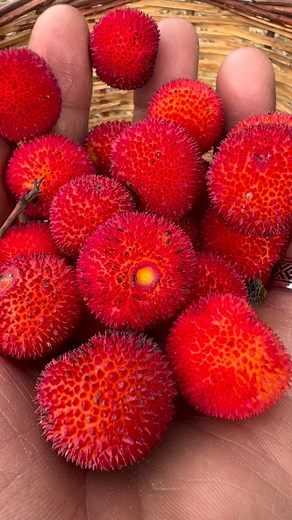 27K views · 1.9K reactions | Bir şeyler yanlış gidiyor … #doğa #doğal #aliaydoğdu #keşfet #sepet #kazdağları | Ali Aydoğdu ile doğadaki her şey | Facebook