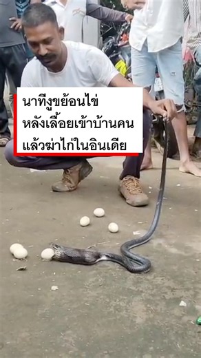 งูเห่าสีดำตัวนี้แอบเลื้อยเข้าไปในบ้านของครอบครัวแห่งหนึ่งในอินเดีย •- BBC News ไทย