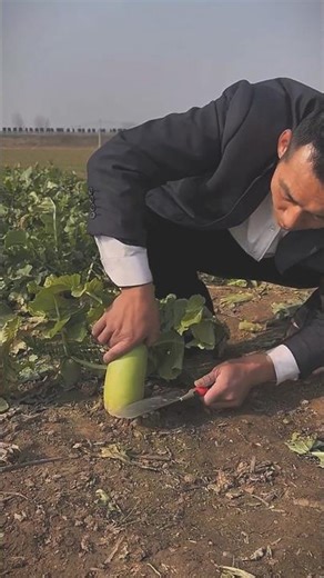 Fresh Harvest Moment 😱 Perfect Bottle Gourd Cutting in Farm!