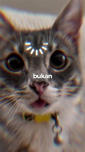 Cat patterns also have names?