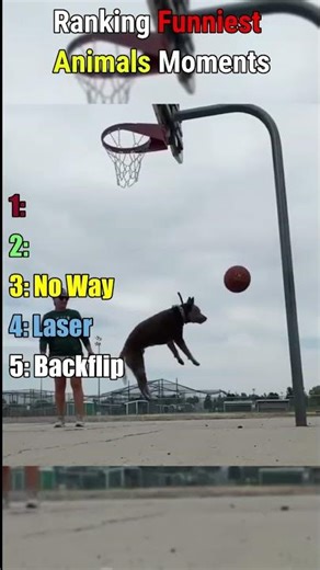 Ranking The Most Hilarious Animal Moments Of All Time 😹 #shorts