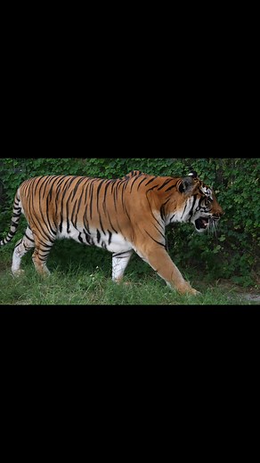 𝑳𝑰𝑺𝑻𝑬𝑵 𝑵𝑶𝑾! 🔊 🐾𝐖𝐢𝐥𝐝 𝐂𝐚𝐭 𝐖𝐞𝐞𝐤𝐥𝐲 covers the biggest wild cat news of the week of Nov. 20, 2025 Lions, Andean Cats, Golden Cats, European Wild Cats and Tigers. 🐯 🐱For all of our Cat Chat series visit: https://bigcatrescue.org/conservation-news/catchat ➡️𝐓𝐡𝐞 𝐂𝐚𝐭 𝐂𝐡𝐚𝐭 𝐒𝐡𝐨𝐰 𝐢𝐬 𝐄𝐯𝐞𝐫𝐲𝐰𝐡𝐞𝐫𝐞 𝐘𝐨𝐮 𝐋𝐢𝐬𝐭𝐞𝐧 iHeart Radio: https://iheart.com/podcast/87076527/ Spotify: https://open.spotify.com/show/2q5tGirLFZLSUVYjUDHSYm iTunes: https://podcasts.apple.c