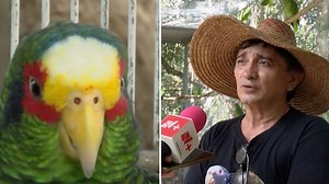 Loro Yucateco en Riesgo de Extinción por Pérdida de Hábitat y Explotación | N