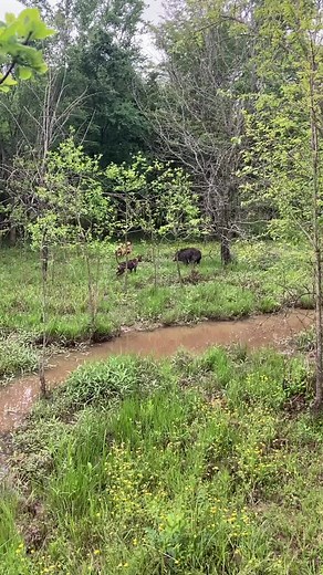 Working some of the pups!#hogdogs #hoghunting #boarhog #hunting #huntingoklahoma