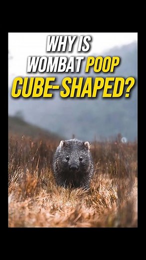 The Weird Science Behind Wombat Poop: Why Is It Cube-Shaped?