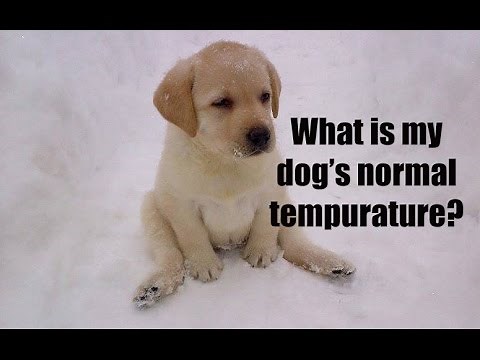 What Is My Dog's Normal Temperature?